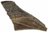 Huge, Hadrosaur (Brachylophosaurus?) Rooted Tooth - Montana #313284-1